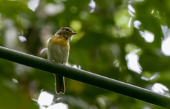 Cyornis lemprieri