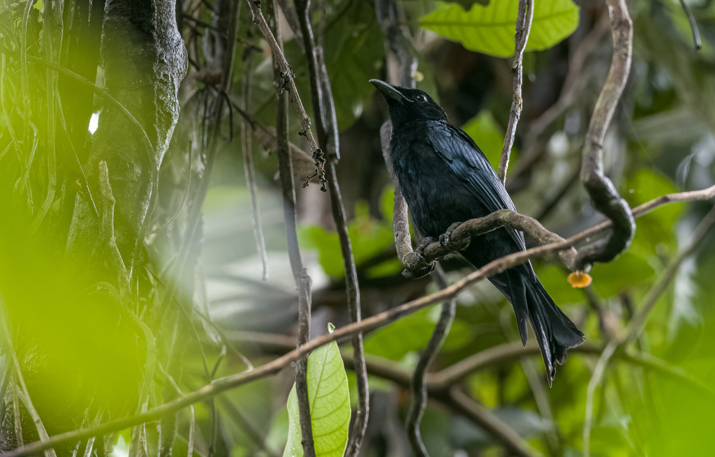 Palawan Drongo