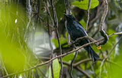 Dicrurus hottentottus palawanensis