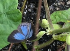 Jamides bochus nabonassar