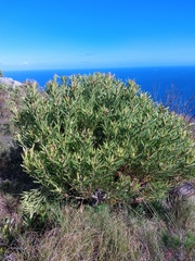 Leucadendron coniferum