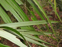 Archontophoenix alexandrae