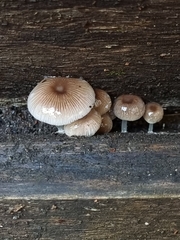 Mycena chlorophos
