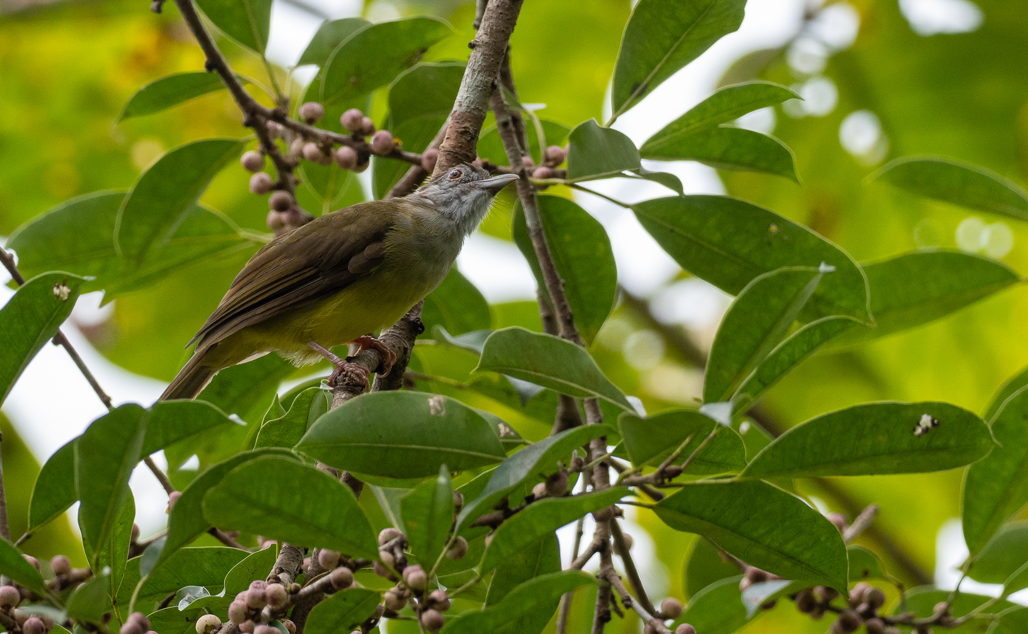 Palawan Bulbul (Alophoixus frater), photo 10