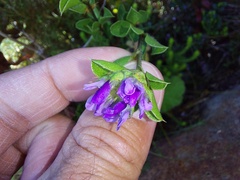 Psoralea fruticans