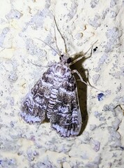 Elophila responsalis