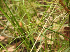 Cyperus trinervis