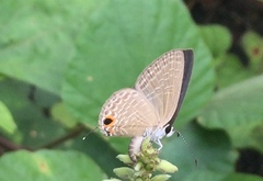 Jamides bochus nabonassar