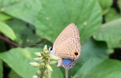 Jamides bochus nabonassar