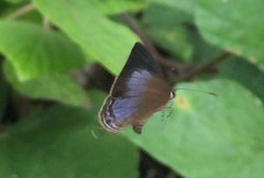 Jamides bochus nabonassar