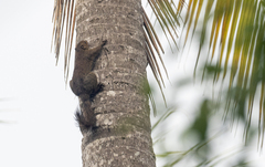 Sundasciurus juvencus