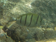 Acanthurus triostegus