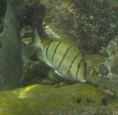Acanthurus triostegus
