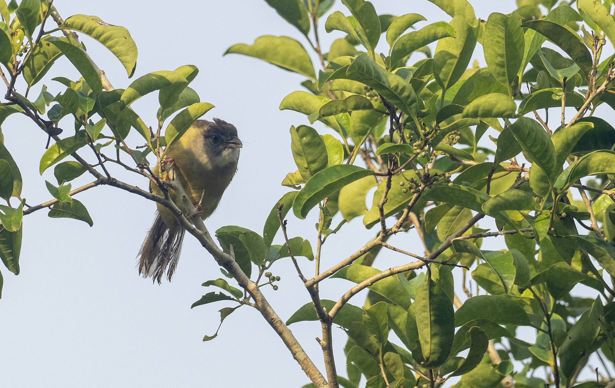 Palawan Bulbul (Alophoixus frater), photo 5