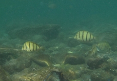 Acanthurus triostegus