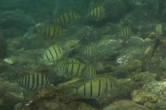 Acanthurus triostegus