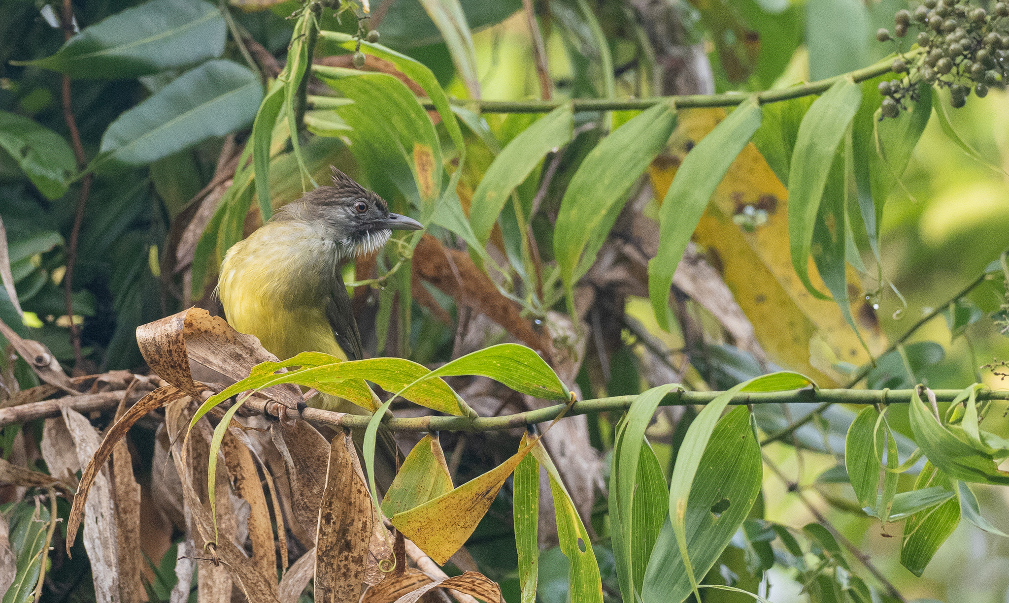 Palawan Bulbul (Alophoixus frater), photo 6