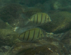 Acanthurus triostegus