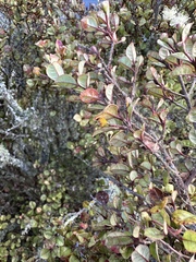 Austropuccinia psidii