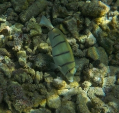 Acanthurus triostegus