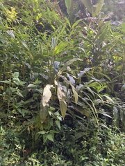 Hedychium flavescens