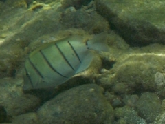 Acanthurus triostegus