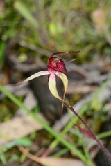Caladenia ampla