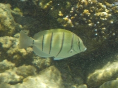 Acanthurus triostegus
