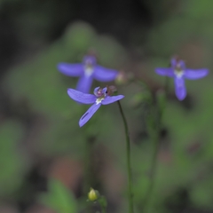 Lobelia gibbosa