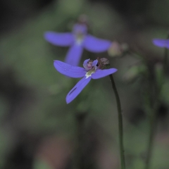 Lobelia gibbosa