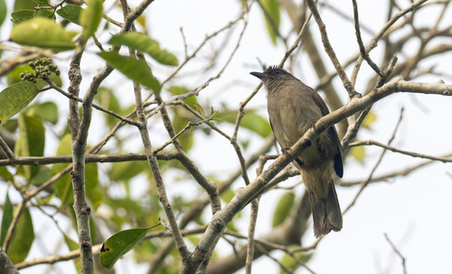 Ashy-fronted Bulbul (Pycnonotus cinereifrons), photo 9