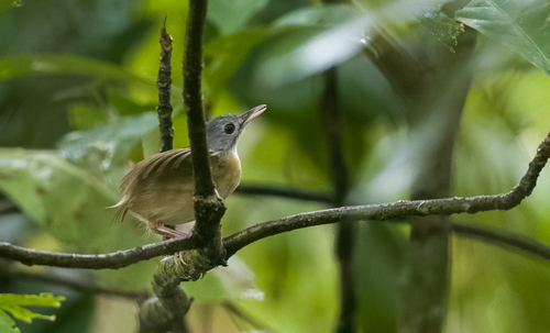 Ashy-headed Babbler (Pellorneum cinereiceps)