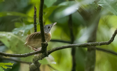 Pellorneum cinereiceps