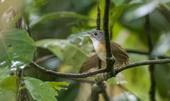 Pellorneum cinereiceps