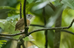 Pellorneum cinereiceps