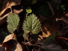 Urtica chamaedryoides