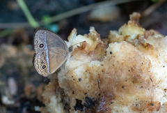 Mycalesis orseis
