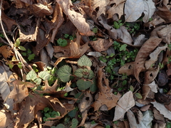 Urtica chamaedryoides