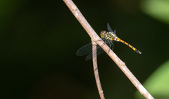 Agrionoptera insignis