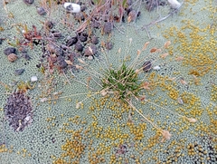 Poa maniototo