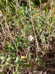 Geranium incanum