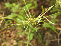 Cyperus trinervis