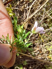 Geranium incanum