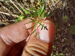 Geranium incanum