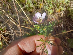 Geranium incanum