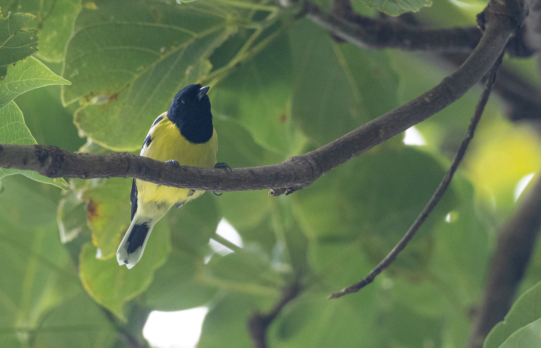 Palawan Tit (Periparus amabilis), photo 9