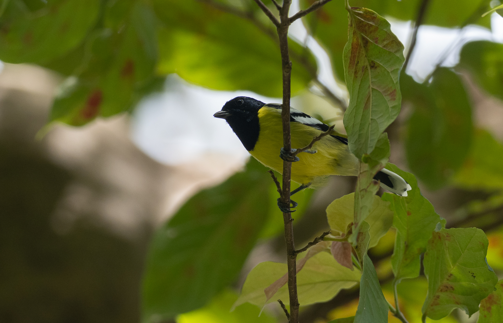 Palawan Tit (Periparus amabilis), photo 10