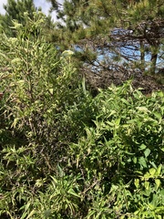 Austroeupatorium inulifolium