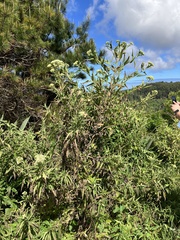 Austroeupatorium inulifolium