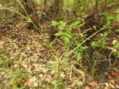 Cyperus trinervis